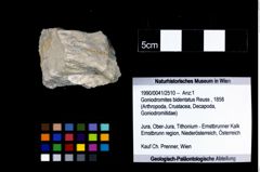 Foto (Objekt + Etikett) von Goniodromites bidentatus (Reuss, 1858)  (NHMW-GEO-1990-0041-2510)